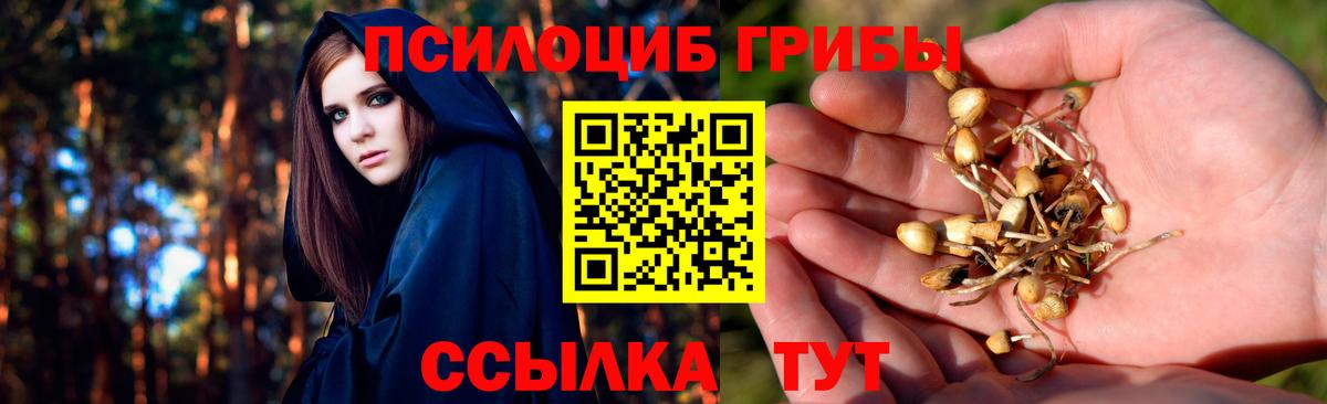 Псилоцибиновые грибы Psilocybine cubensis Красноуфимск